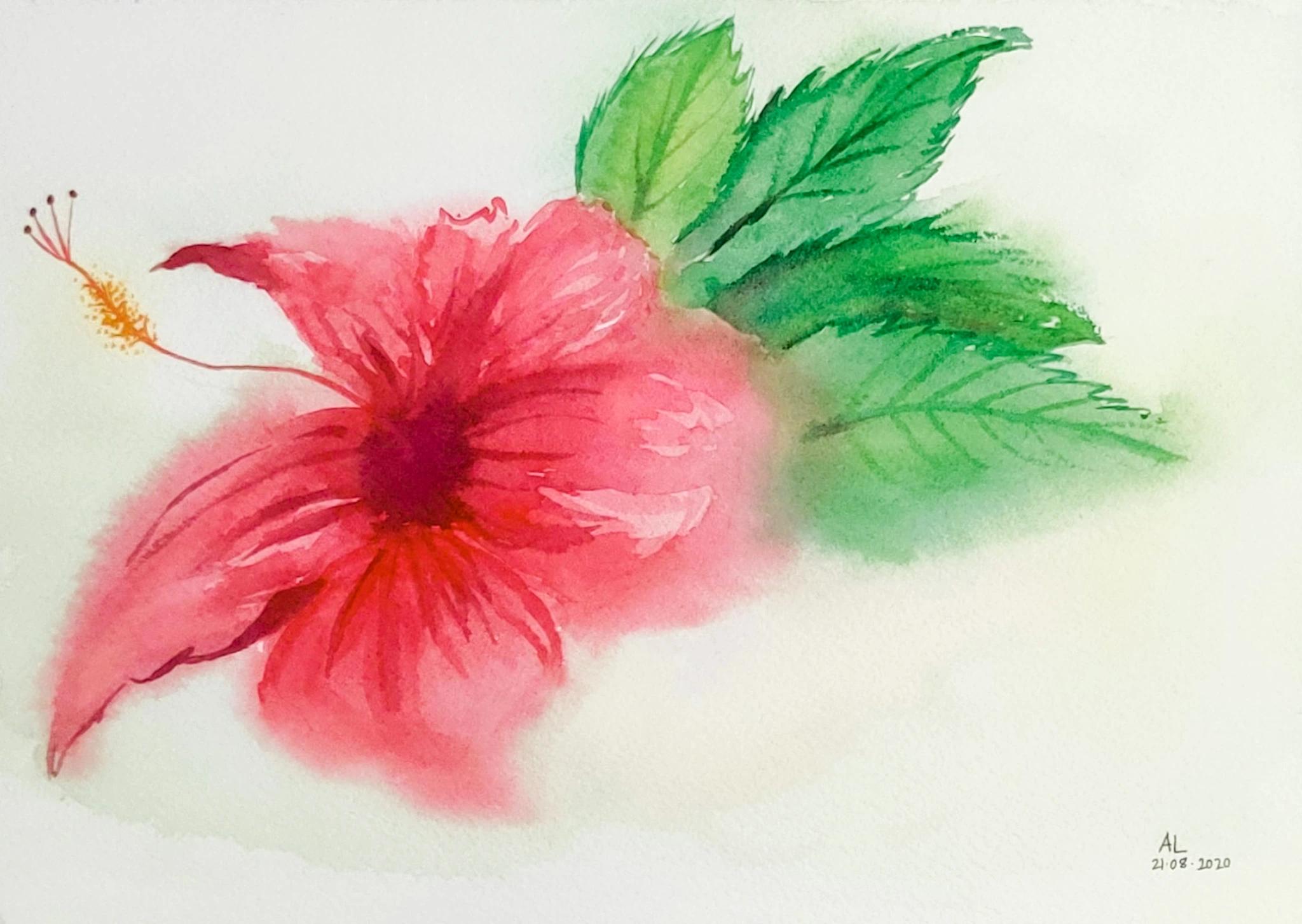 hibiscus