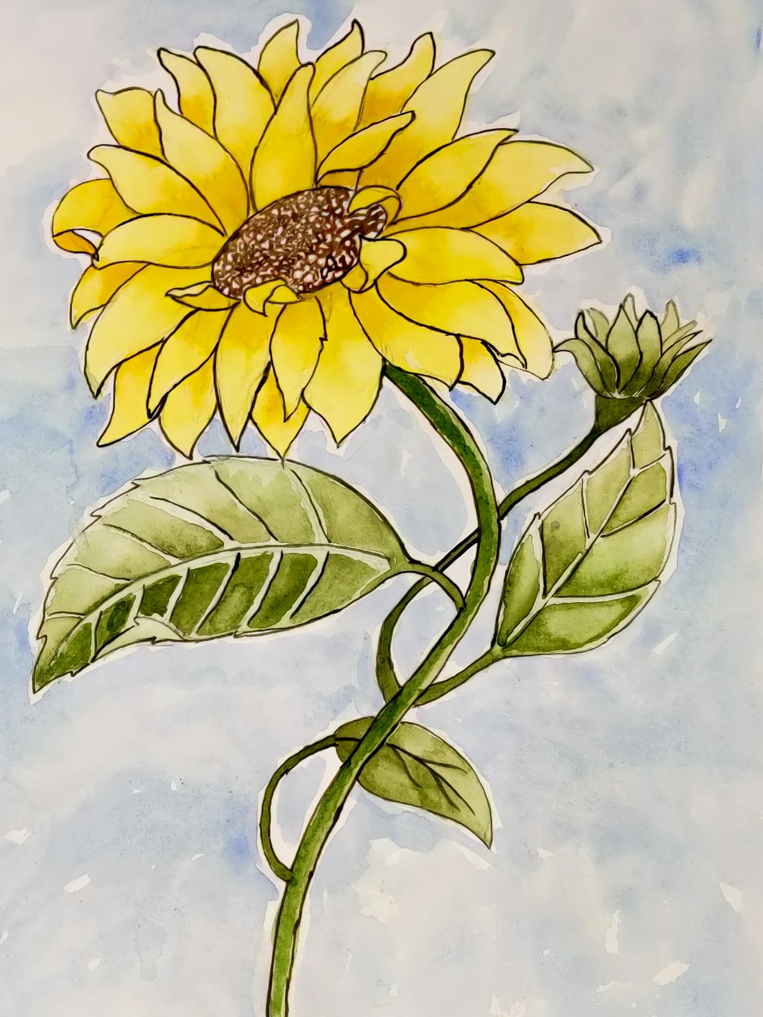 sunflower